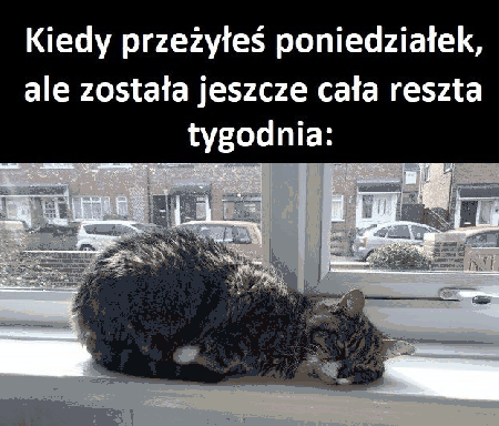 Zmęczony kot na parapecie w poniedziałek